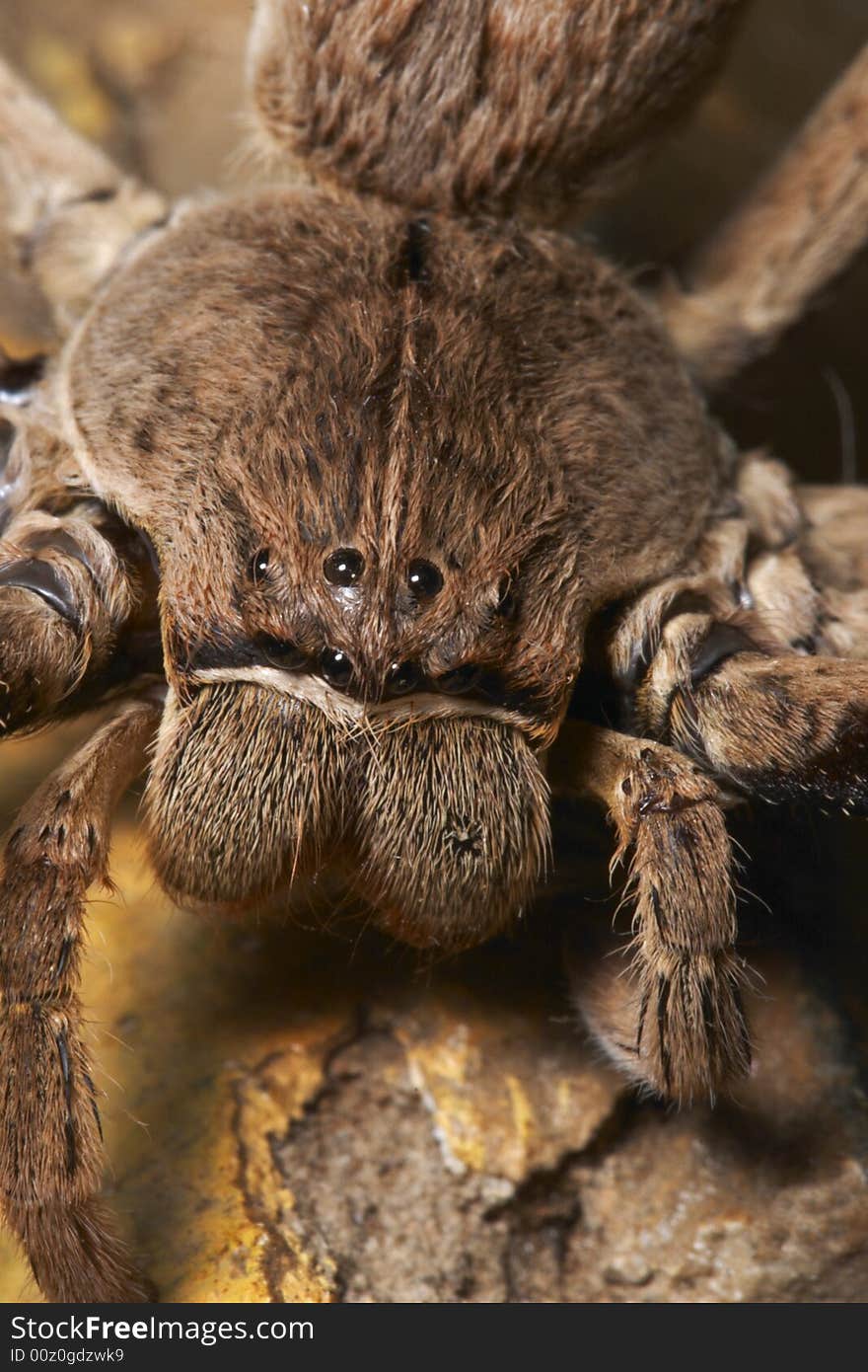 Rain Spider, Palaystes spp. In family Sparassidae, extreme close up view taken in Mpumalanga. Amongst the biggest non tarantula spiders in the world, with a leg span of up to 7 centimetres. Rain Spider, Palaystes spp. In family Sparassidae, extreme close up view taken in Mpumalanga. Amongst the biggest non tarantula spiders in the world, with a leg span of up to 7 centimetres