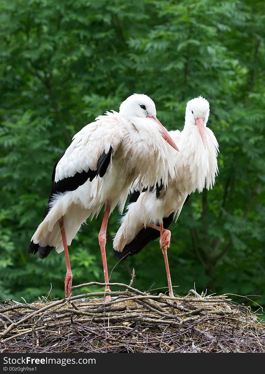 Couple of storks in the nest