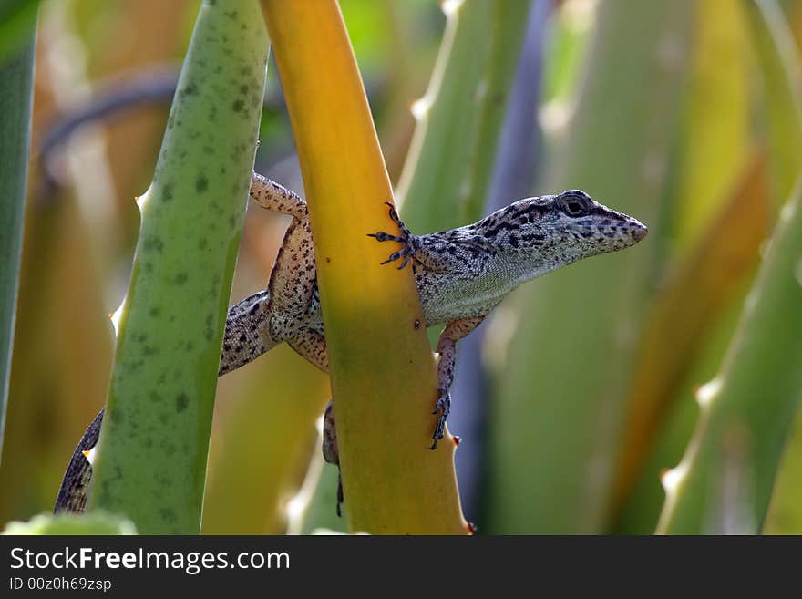 Anole