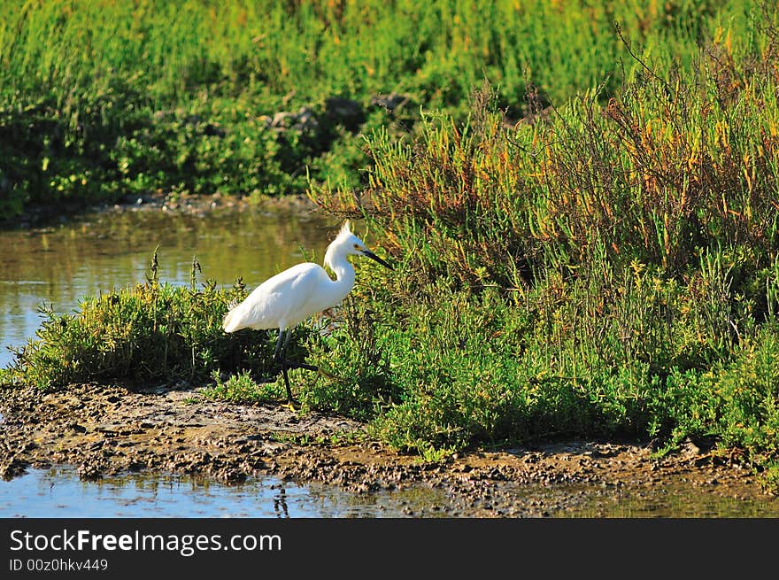 Egret Fishing In Wetland