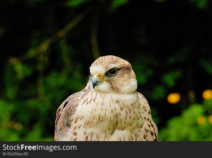 Portrait of female of Prairie Falcon with bushes as background