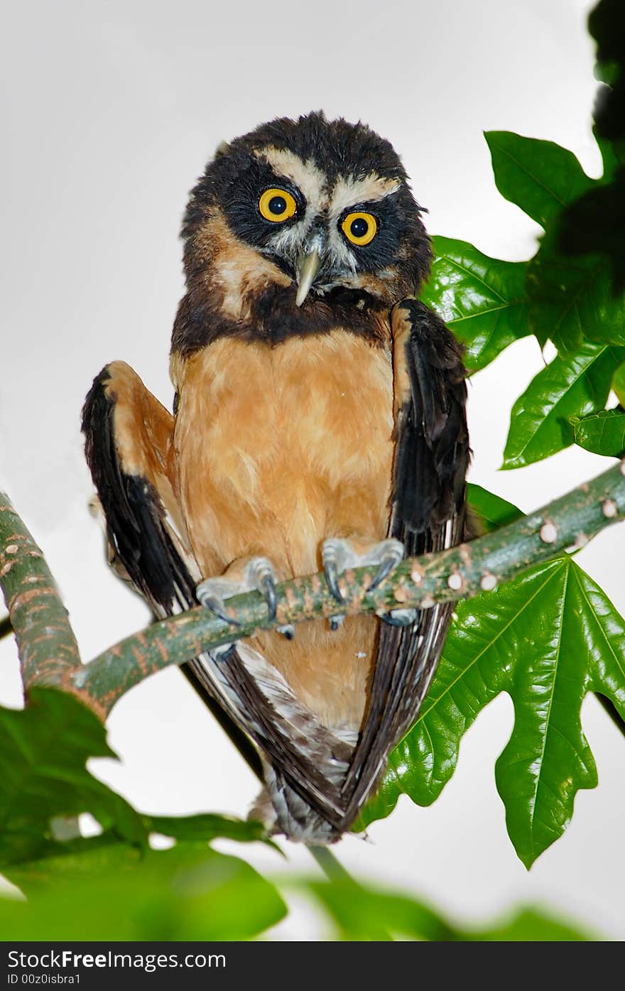 Portrait of Spectacles Owl on the tree branch. Portrait of Spectacles Owl on the tree branch