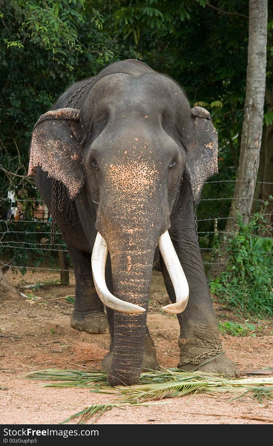 Sri lankan elephant with big tusks. Sri lankan elephant with big tusks