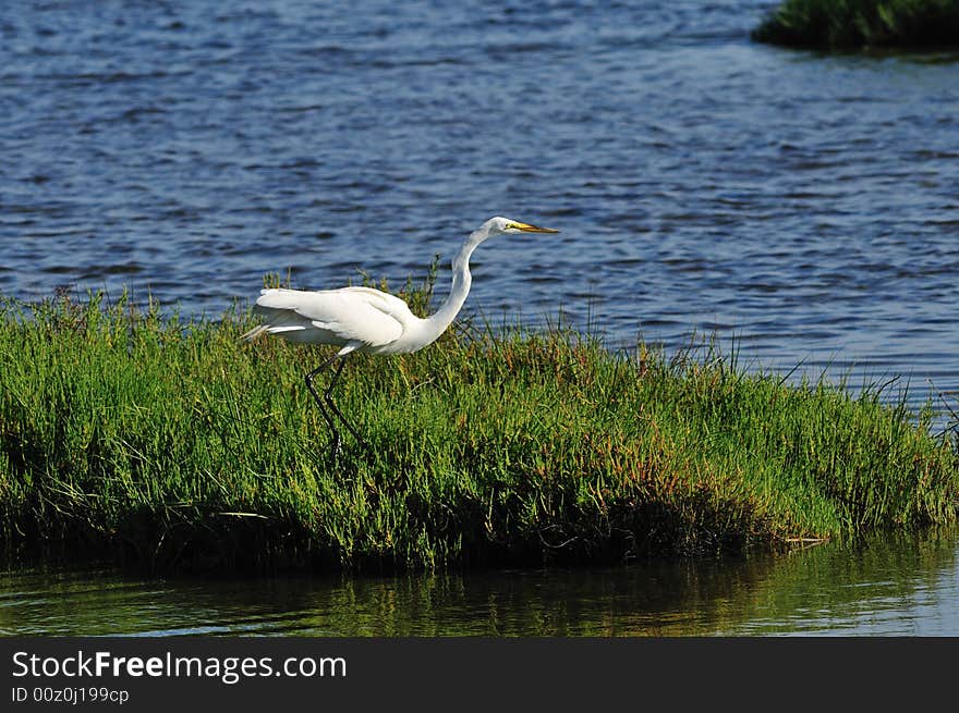 Egret Fishing