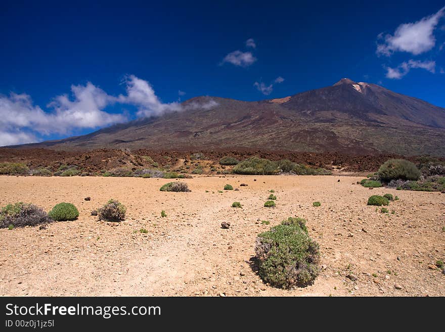 Flora around Pico del Teide, Tenerife