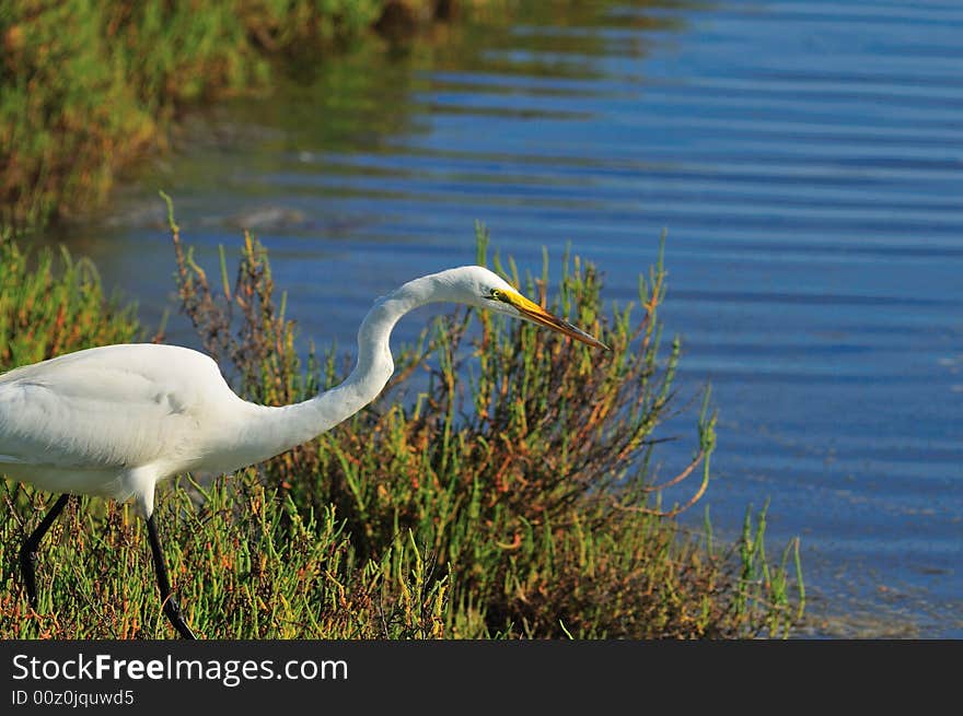 Egret Close Up