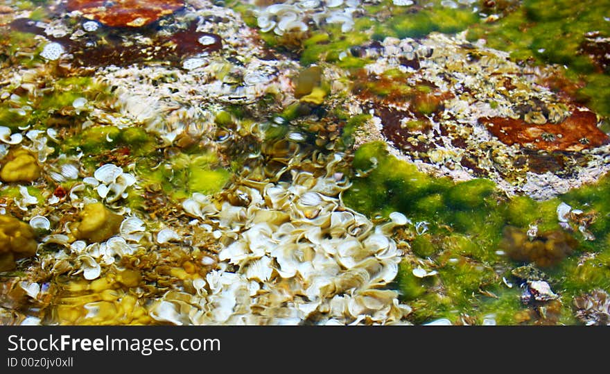 Sea vegetation in the shallow water. Sea vegetation in the shallow water