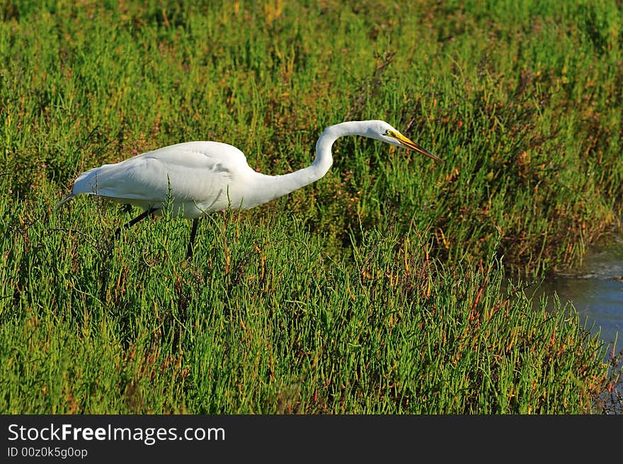 Fishing Egret