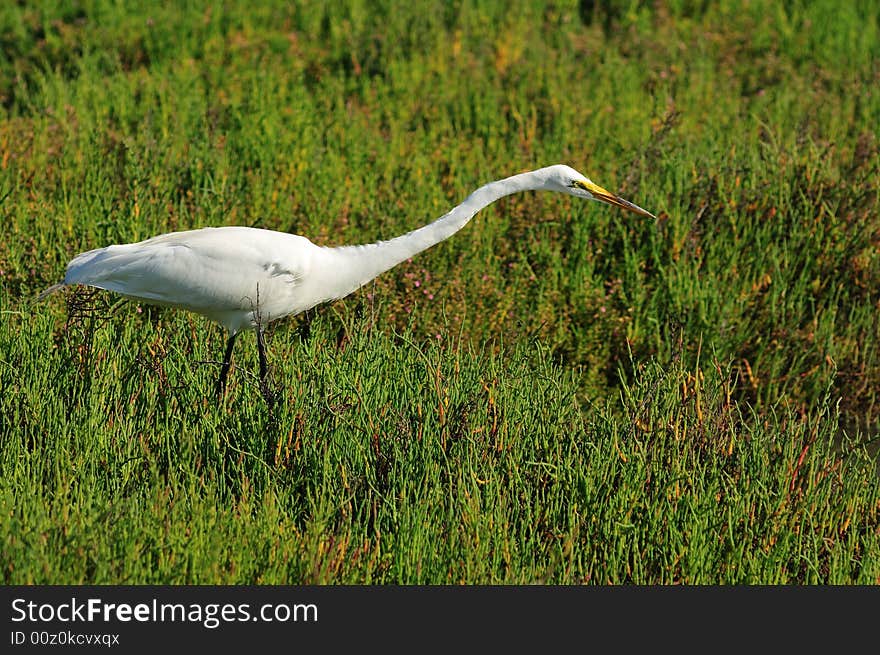 Hunting In The Grass