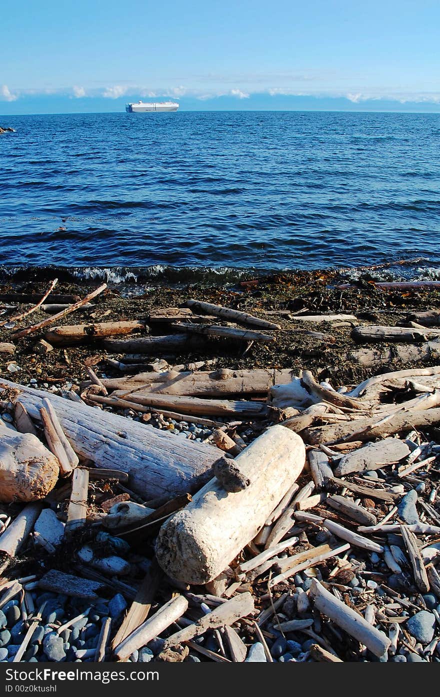 Seaside driftwoods