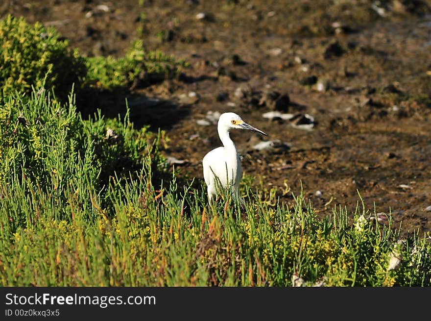 Egret In Grass