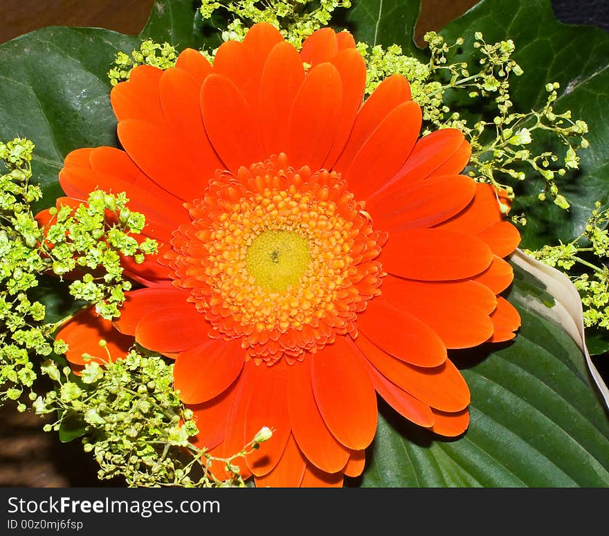 Orange beautiful gerbera with a yellow core an green Leaf closeup