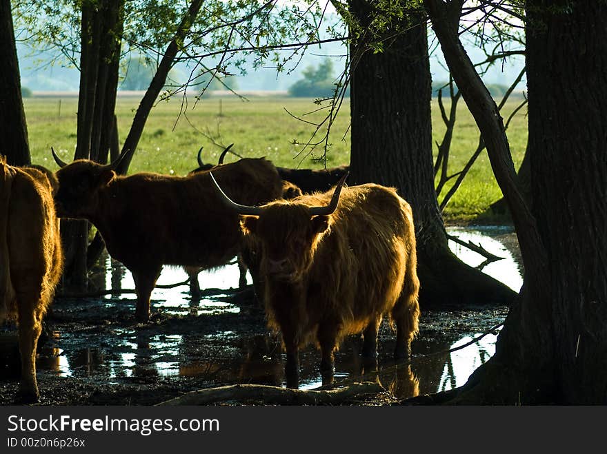 Herd of Scottish Highland Cows. Herd of Scottish Highland Cows