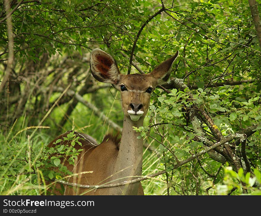 Kudu