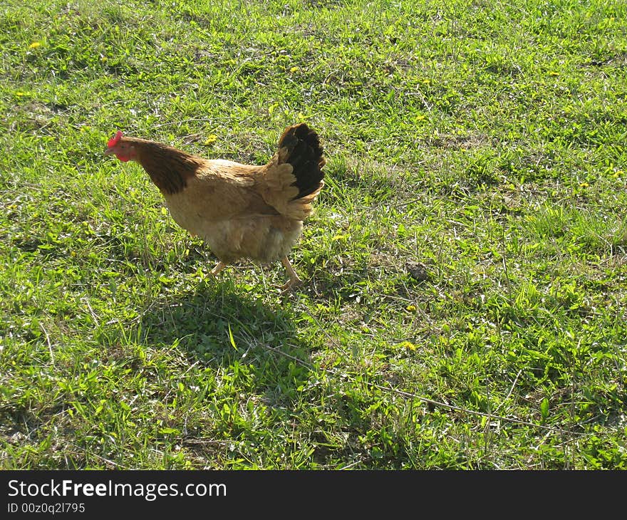 The hen on a meadow on a farm in the spring