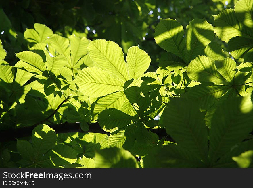 Chestnut Tree Leaves