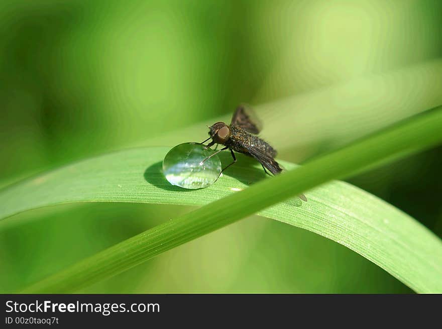 Leaf, drops and insect