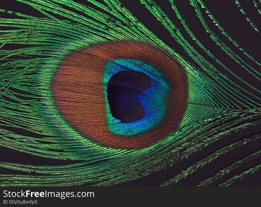 Peacock Feather Closeup