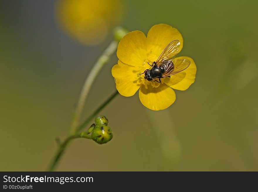 Fly And Flower