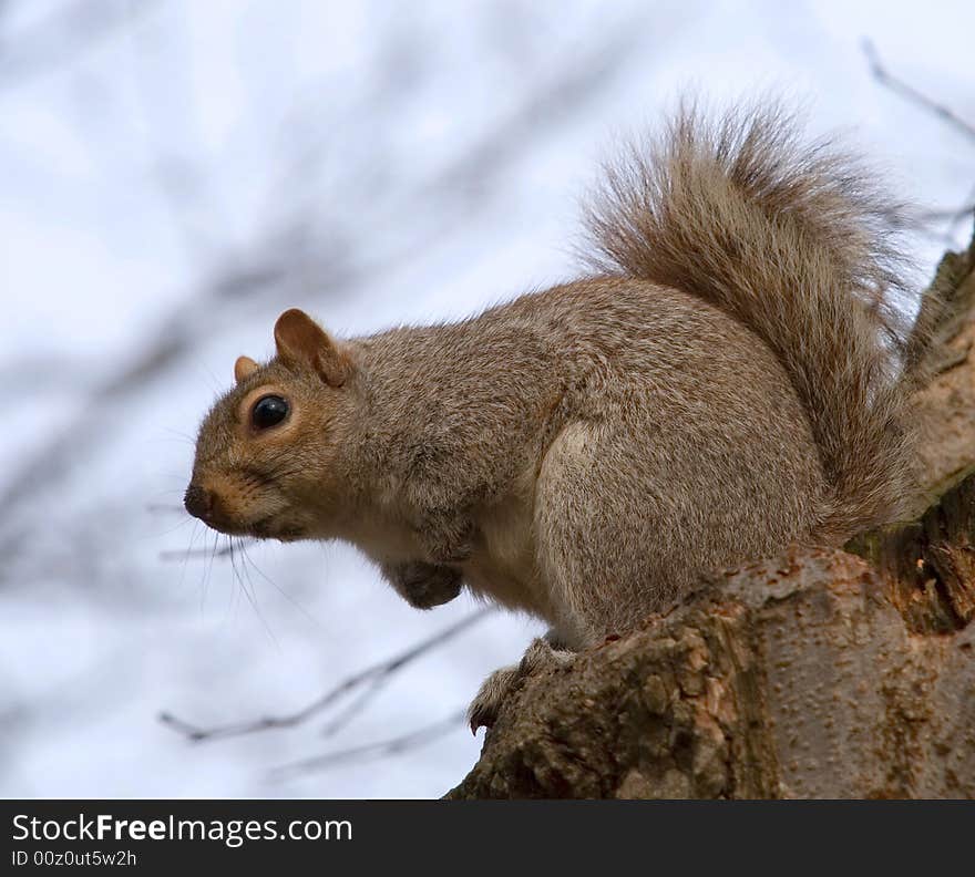 Squirrel On A Stump