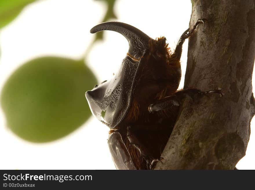 Rhinoceros beetle