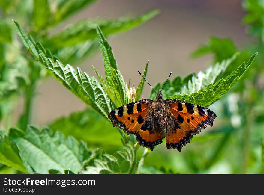 Butterfly Resting On Leaves