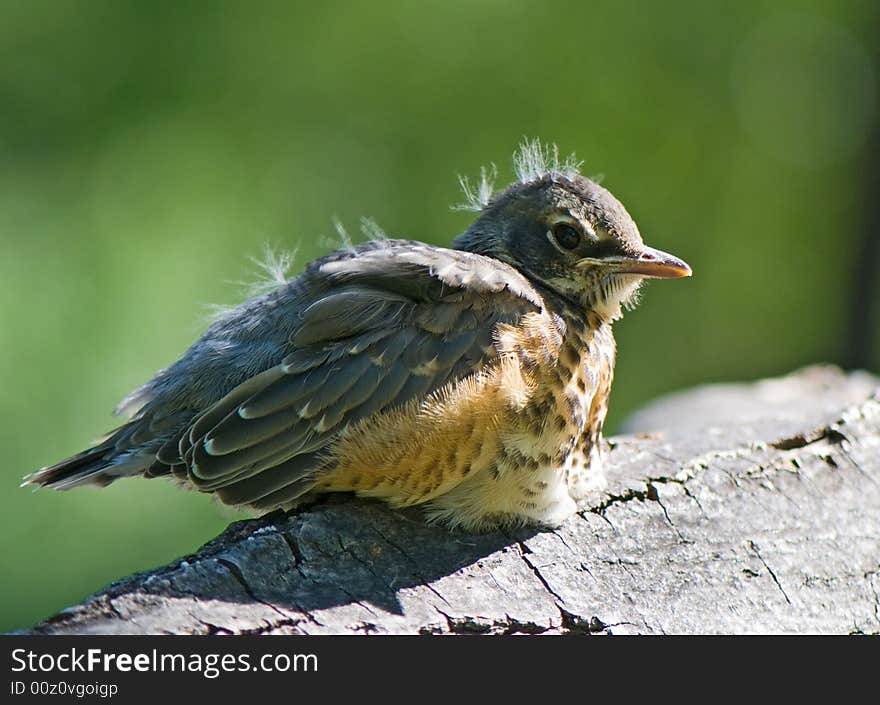 Nestling Of Robin