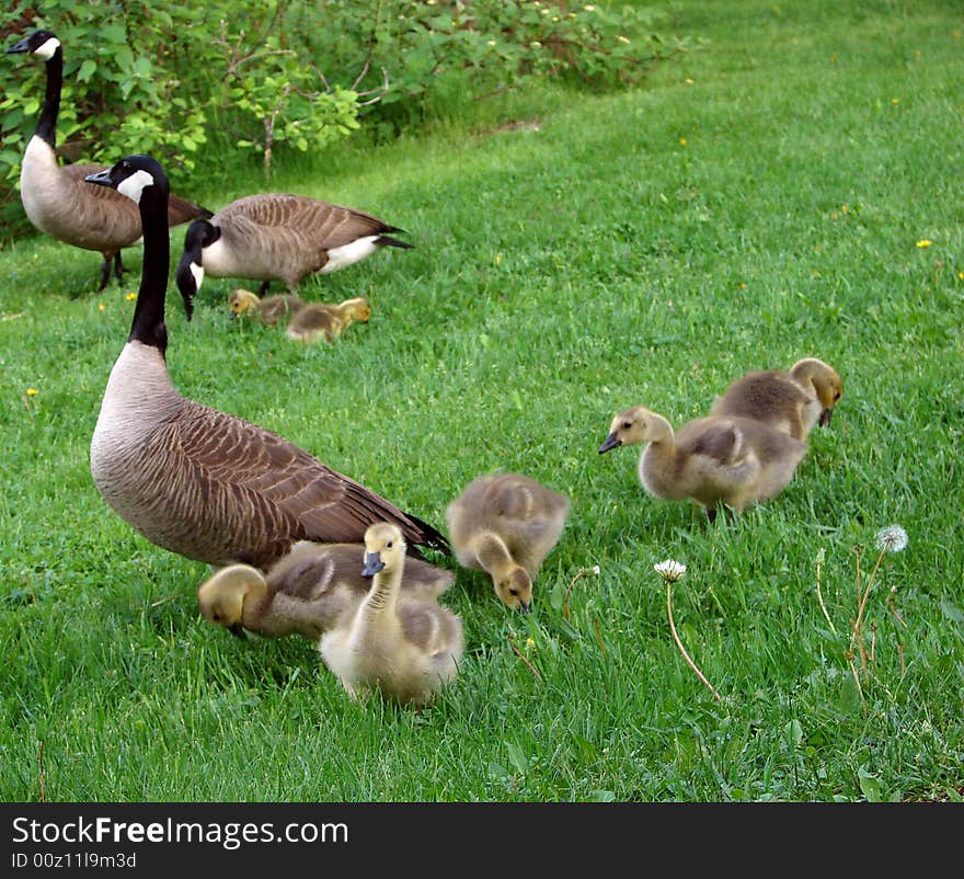 Three geeese and their babies on the lawn. Three geeese and their babies on the lawn