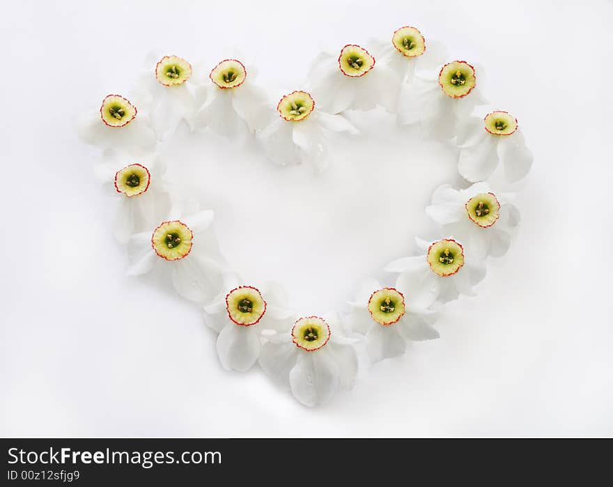 Romantic heart from narcissus against the white background