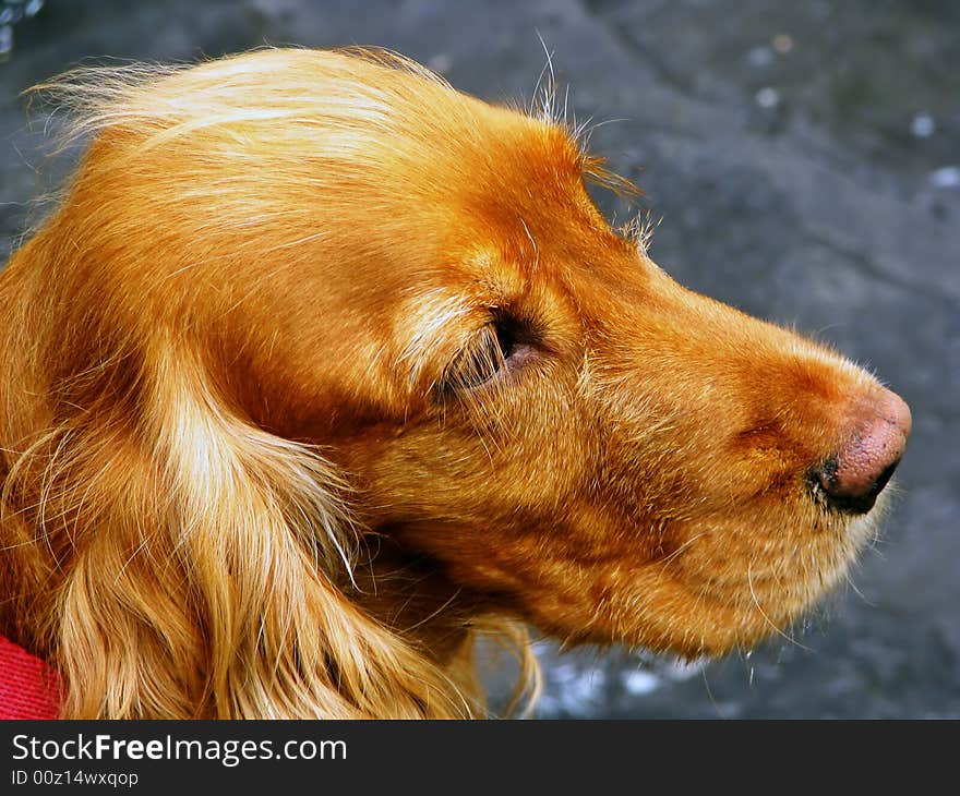 Cocker Dog