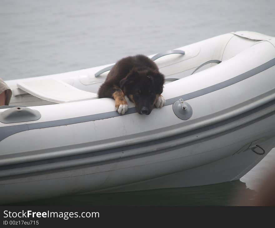 Dog taking a stroll in a boat. Dog taking a stroll in a boat