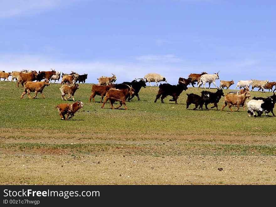 Herd of goats and sheep running across a pasture in central Mongolia. Herd of goats and sheep running across a pasture in central Mongolia