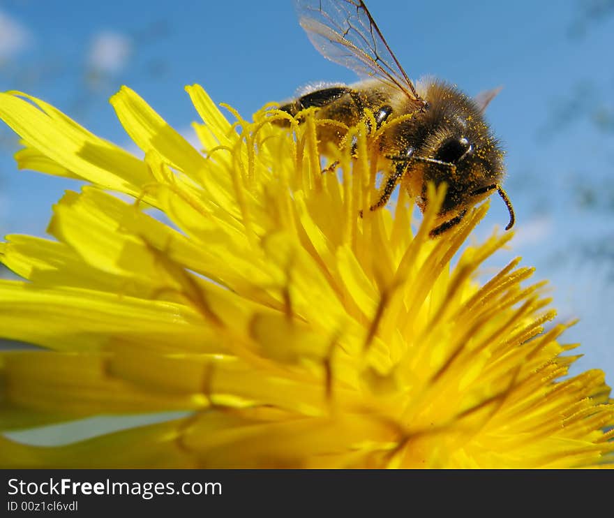 Bee on flower3