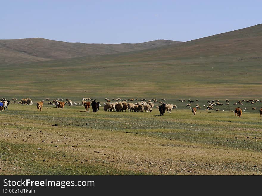 Herd of cattle in Mongolia