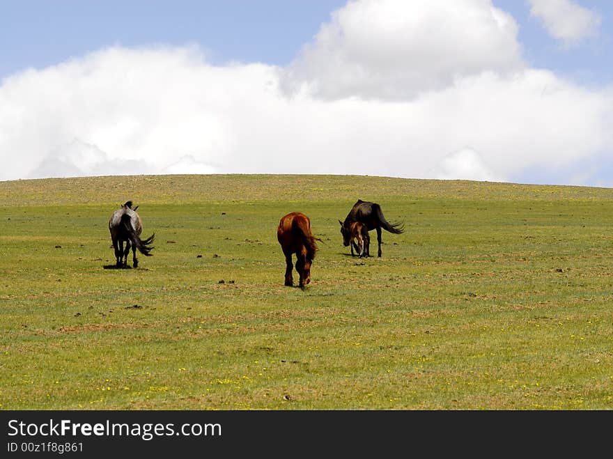 Horses grazing in Mongolia