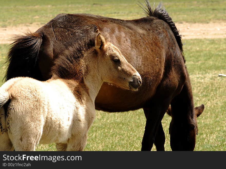 Horse and foal grazing in Mongolia