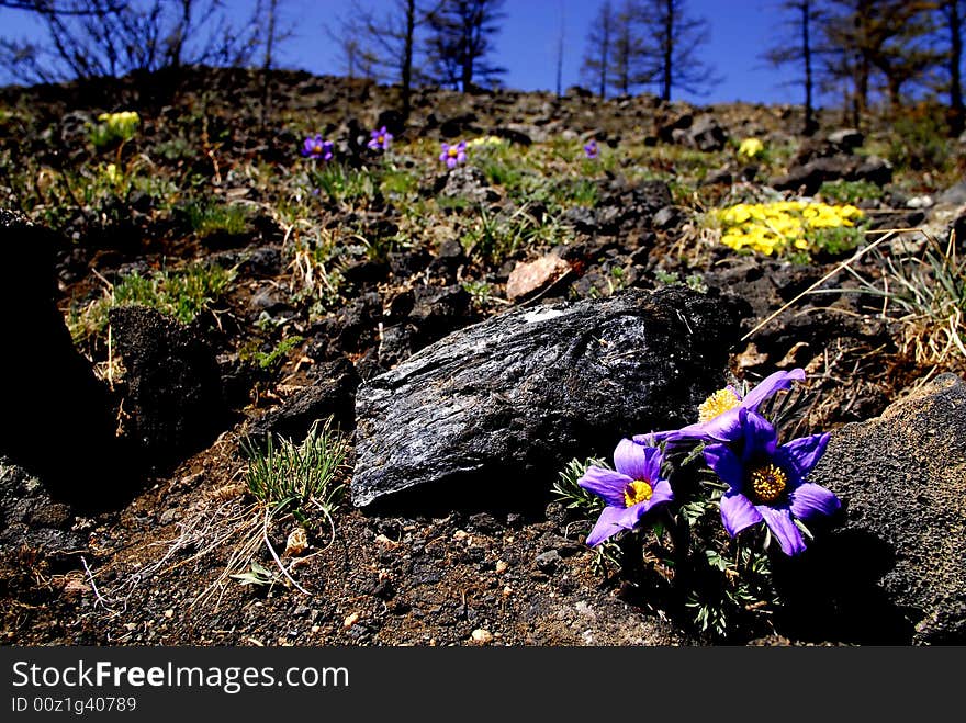 Flowers, central Mongolia