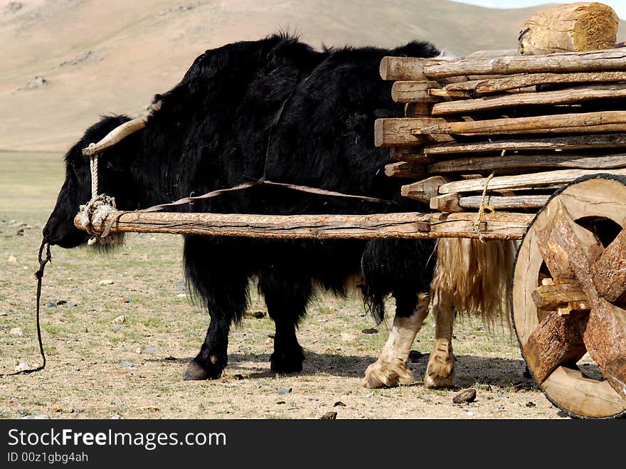 A yak yolked to a wooden trailer loaded with a nomadic herder family's belongings in Mongolia. A yak yolked to a wooden trailer loaded with a nomadic herder family's belongings in Mongolia