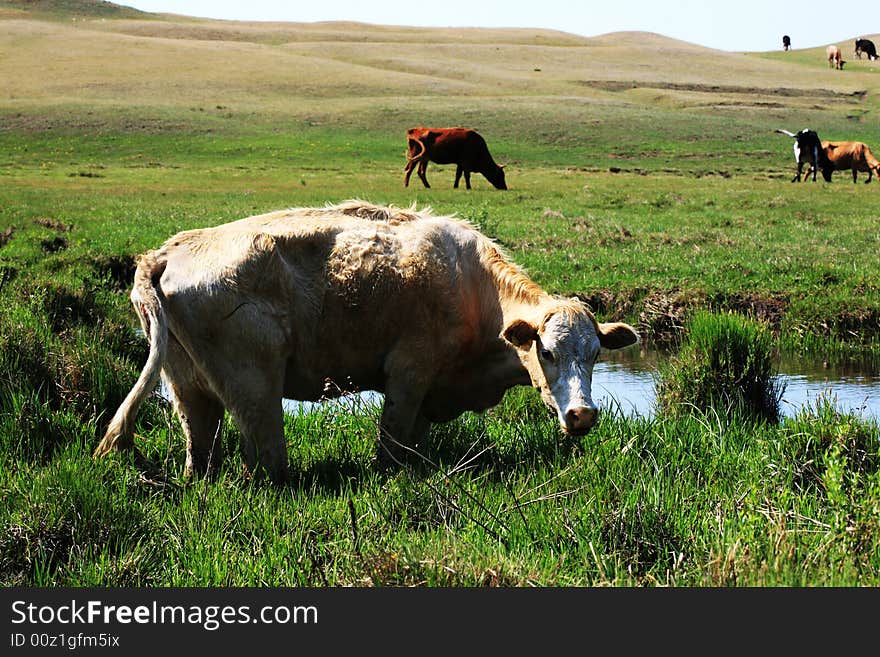 Cows were eating grass in Mulan Paddock china.