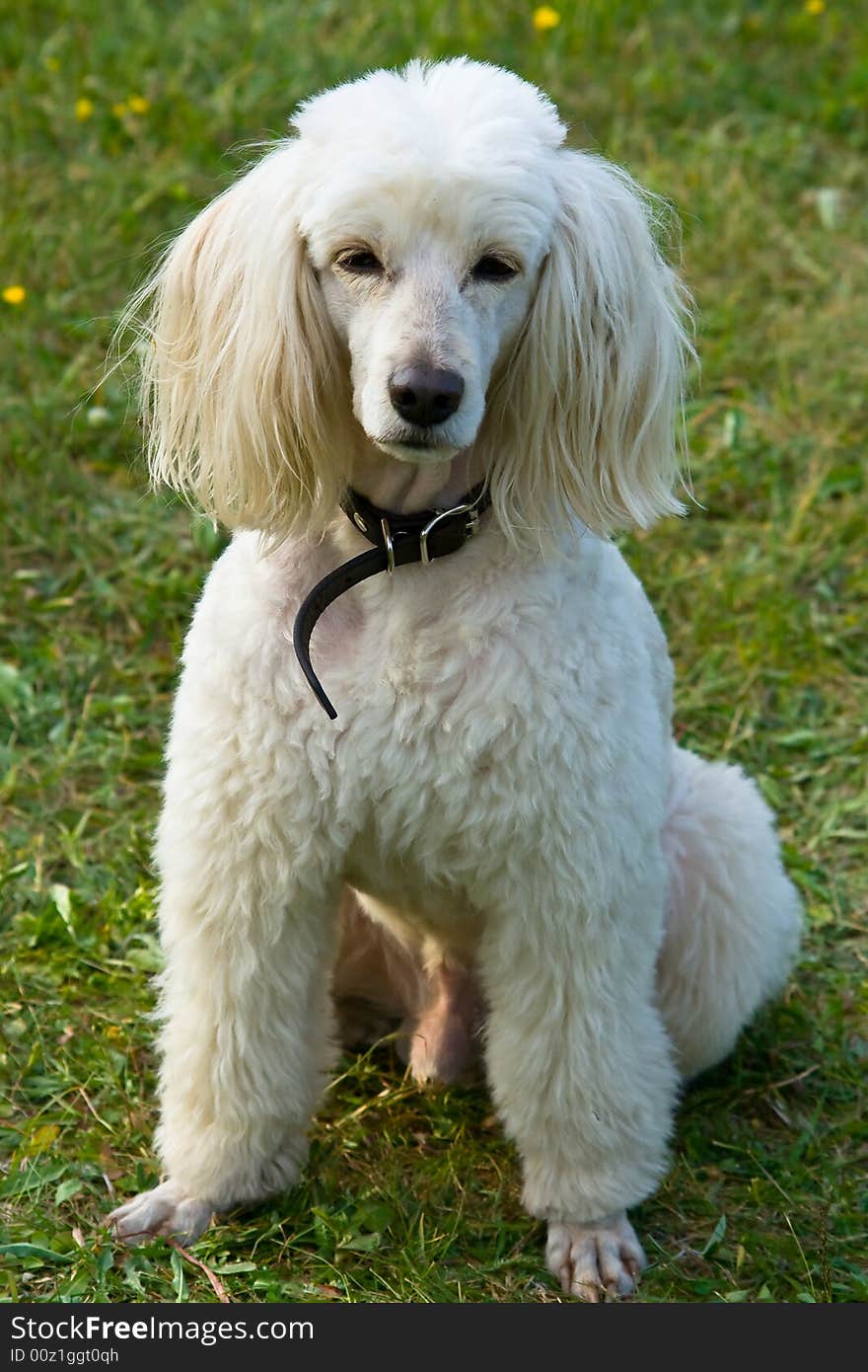 Big nice poodle on nature. Big nice poodle on nature