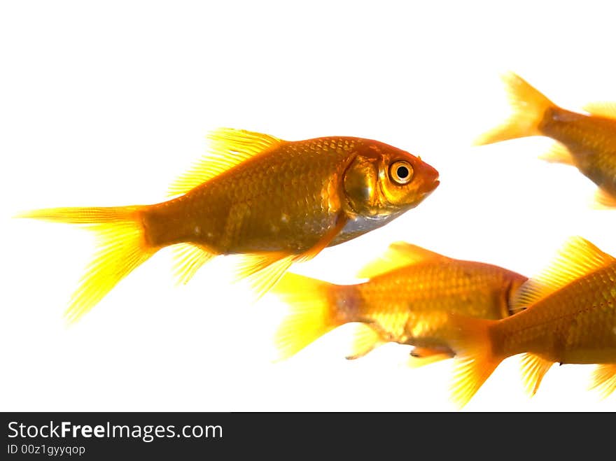 Goldfish, isolated over white