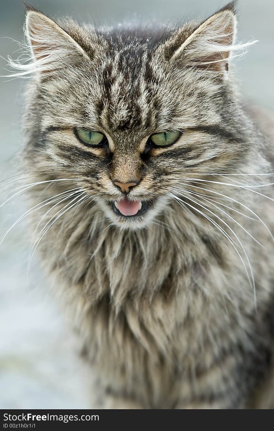 Purring grey cat with green eyes. Purring grey cat with green eyes