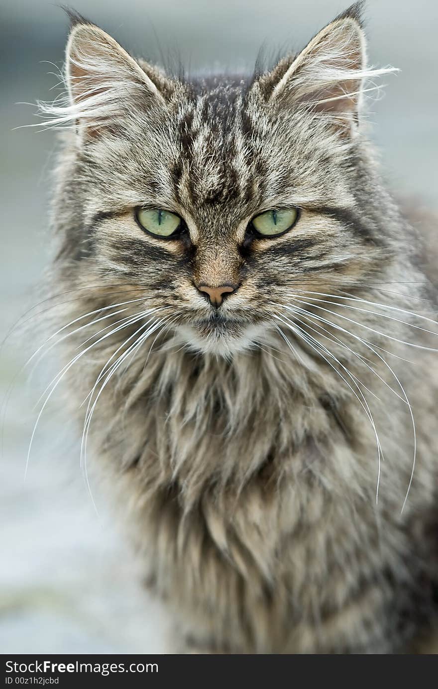 Cat staring with green eyes