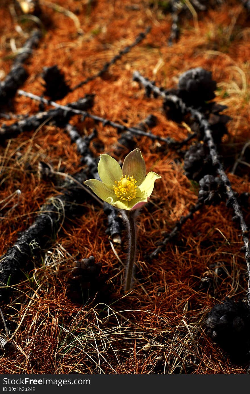 A delicate yellow flower growing out of a bed of dead pine needles and twigs in deciduous woods along the edge of Khuvsgol Lake in northern Mongolia