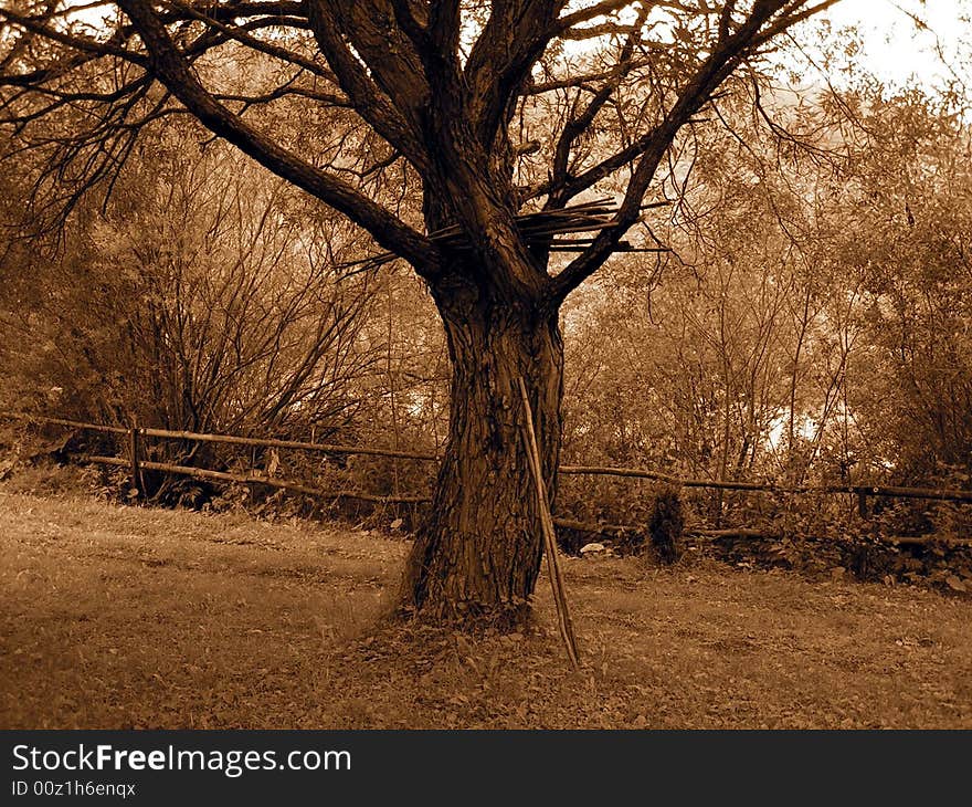 Sepia Tree