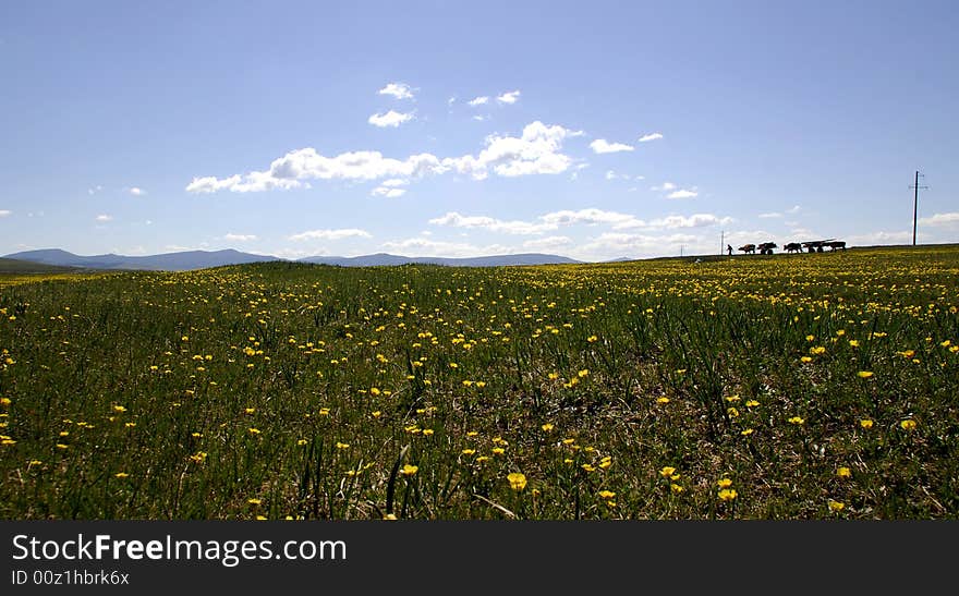 Fields of buttercups