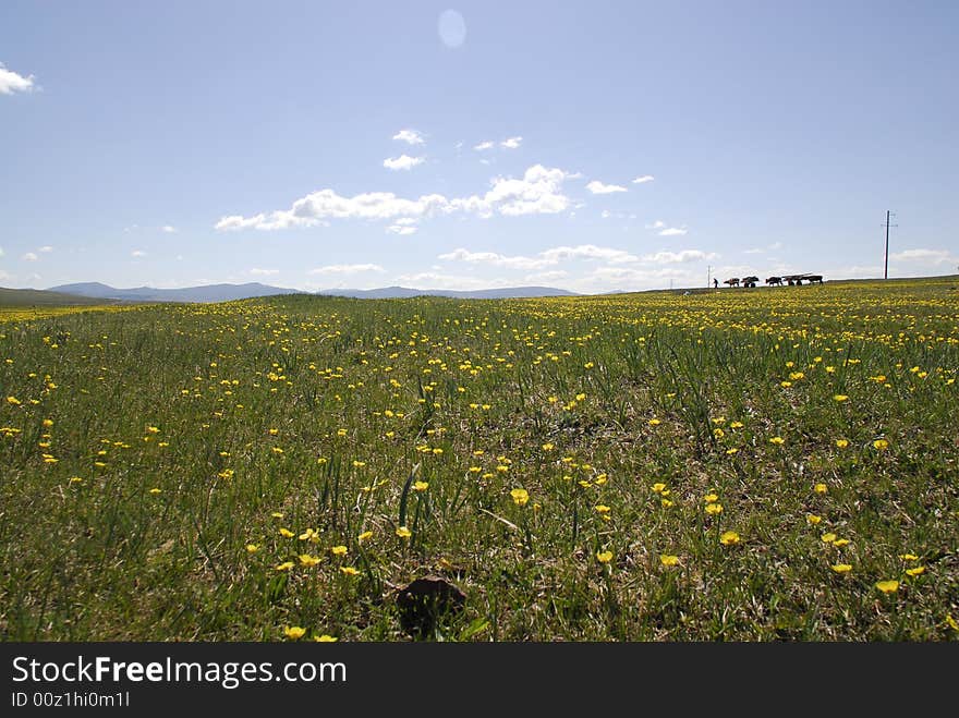 Panorama of fields of buttercups stretching to the horizon in an area en route in northern Mongolia