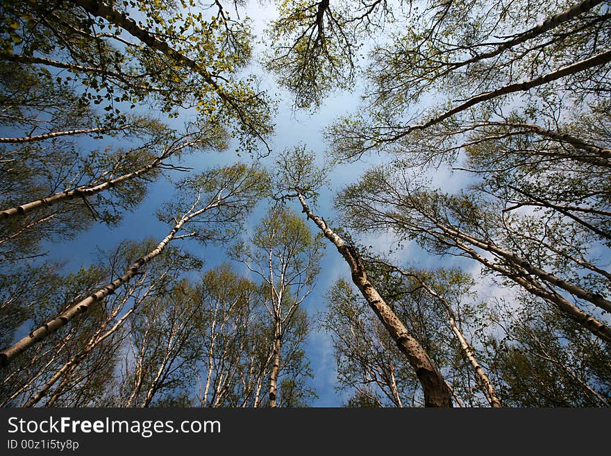 Tall and straight trees under the blue sky in Mulan Paddock china. Tall and straight trees under the blue sky in Mulan Paddock china