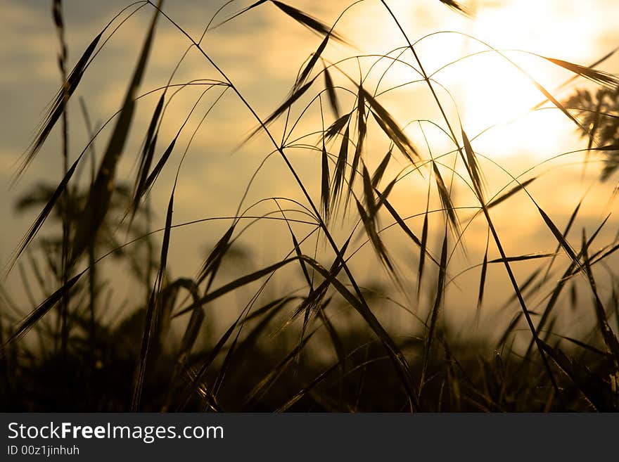 The sun shining through some vegetation. The sun shining through some vegetation.