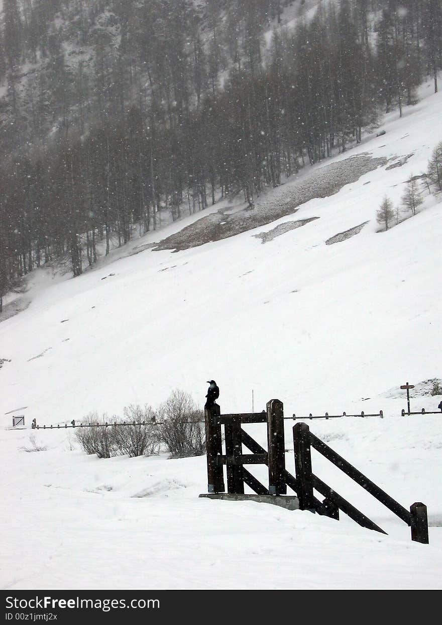 Bird on the snow